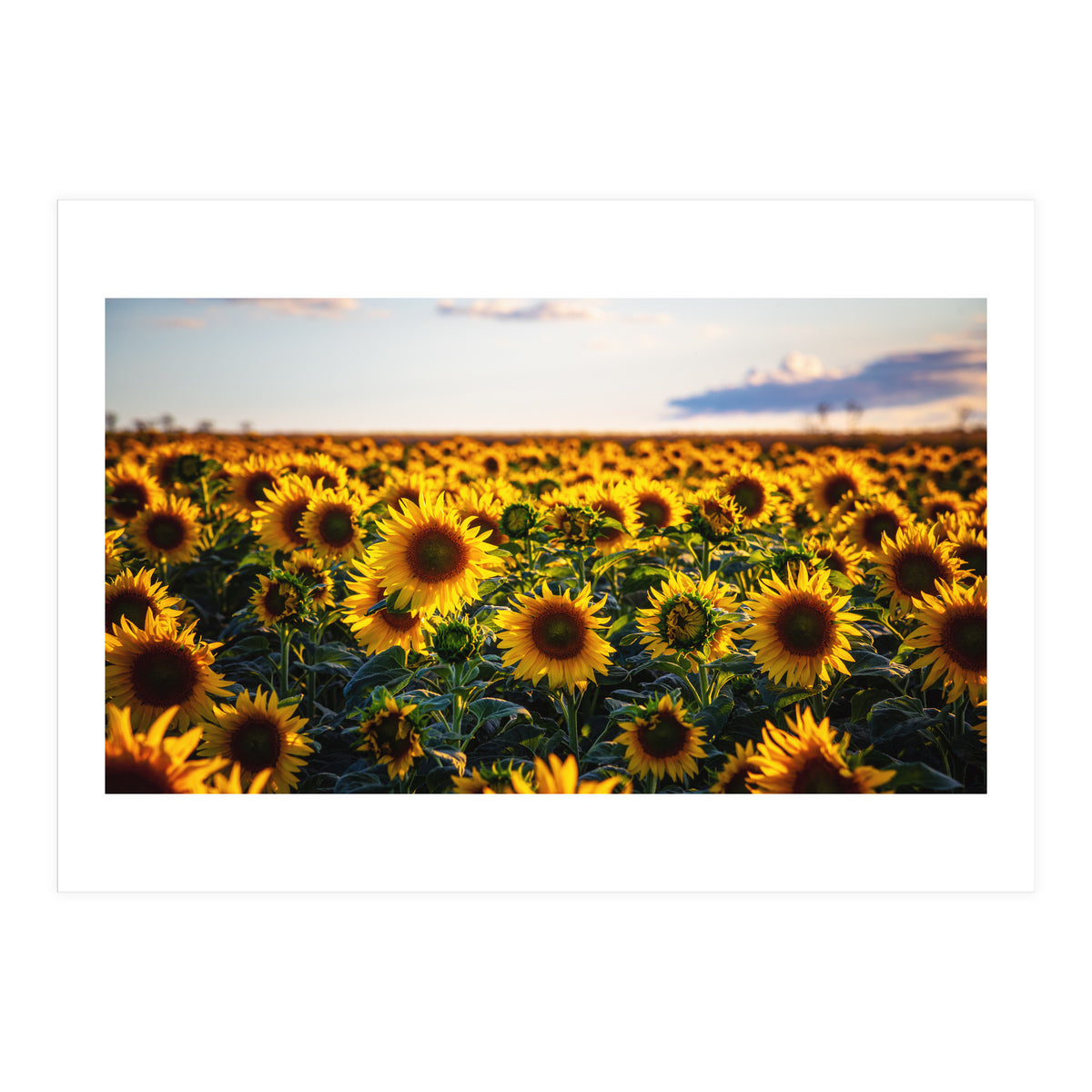 Summer Sunflowers (Print Only)