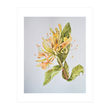 Honeysuckle (Print Only) thumbnail