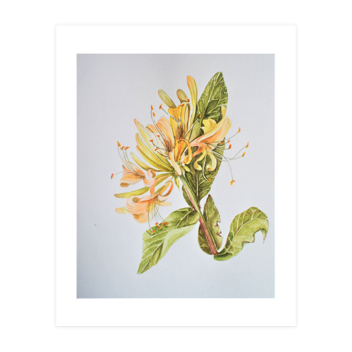 Honeysuckle (Print Only)