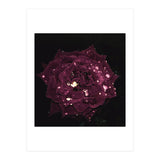 Shining Red Rose (Print Only) thumbnail