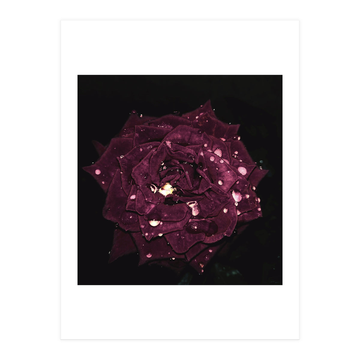 Shining Red Rose (Print Only)