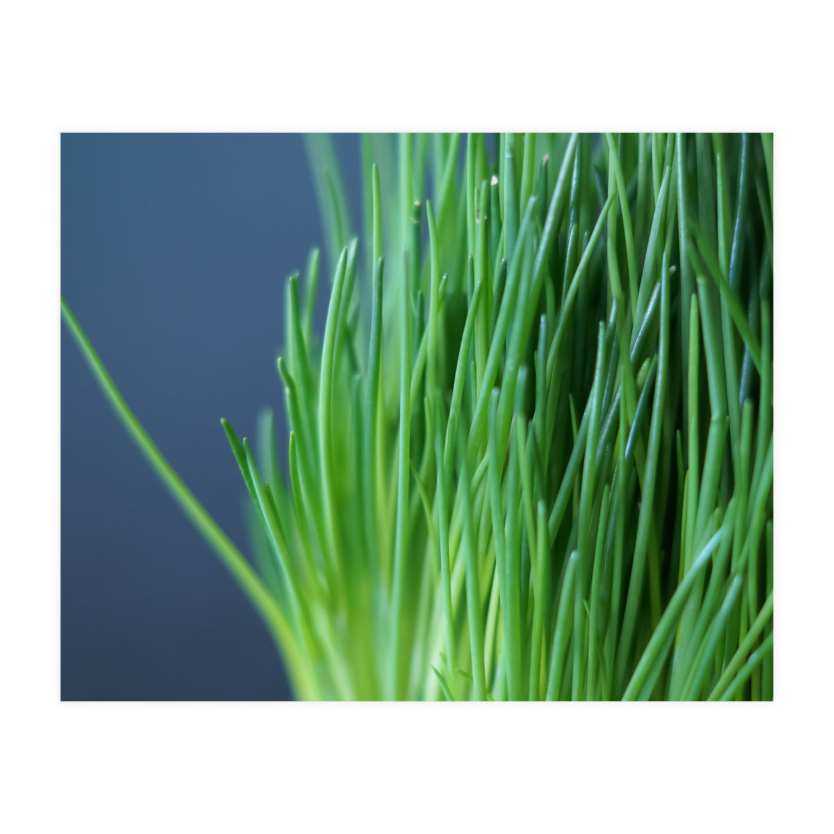 Chives (Print Only)
