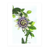 Passion Flower (Print Only)