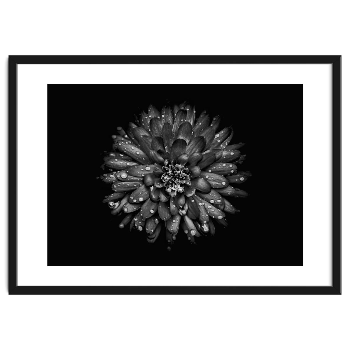 Backyard Flowers In Black And White No 45