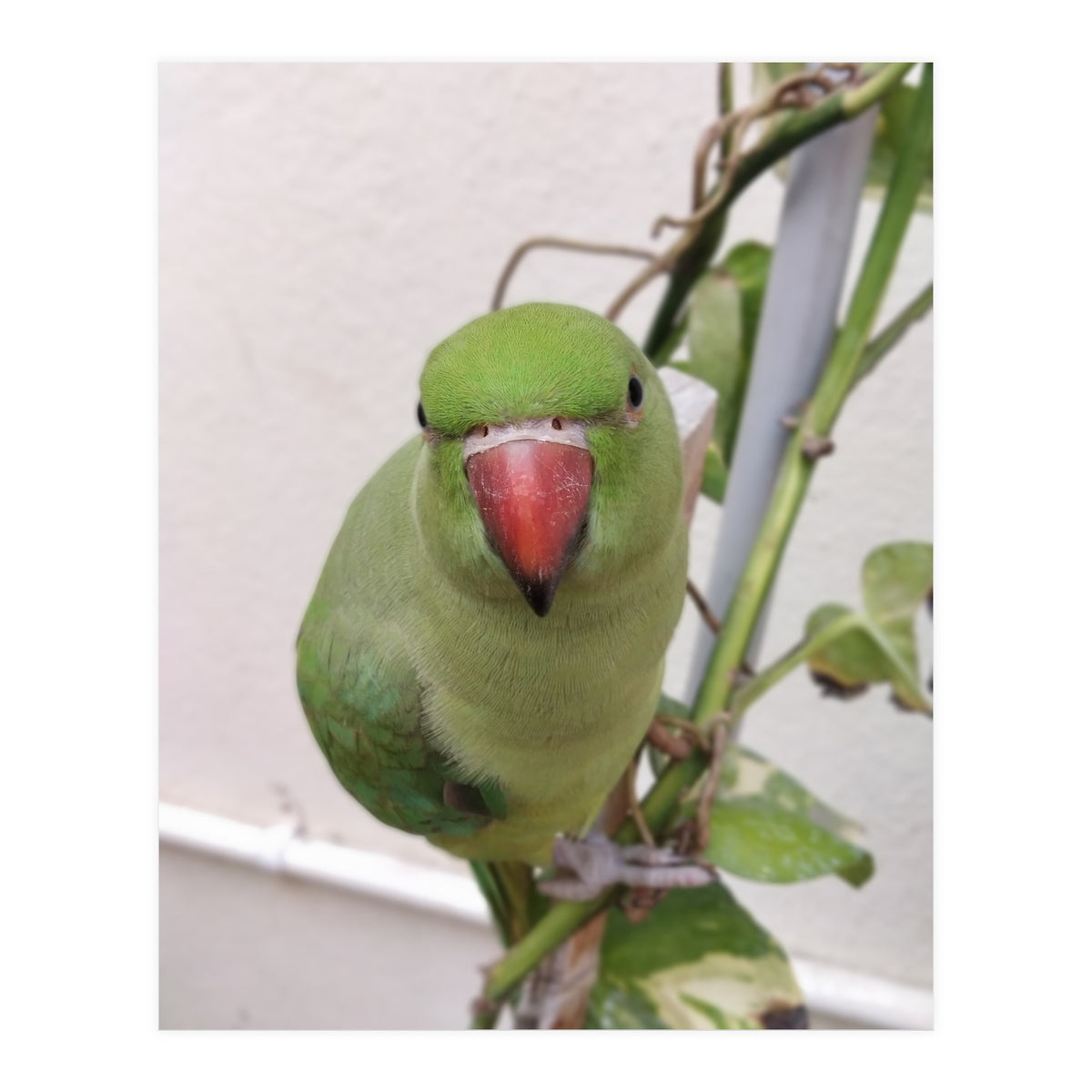 Attractive Indian Parrot (Print Only)