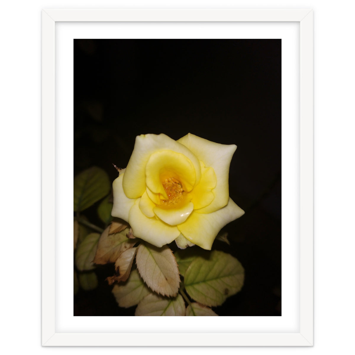 Yellow Rose