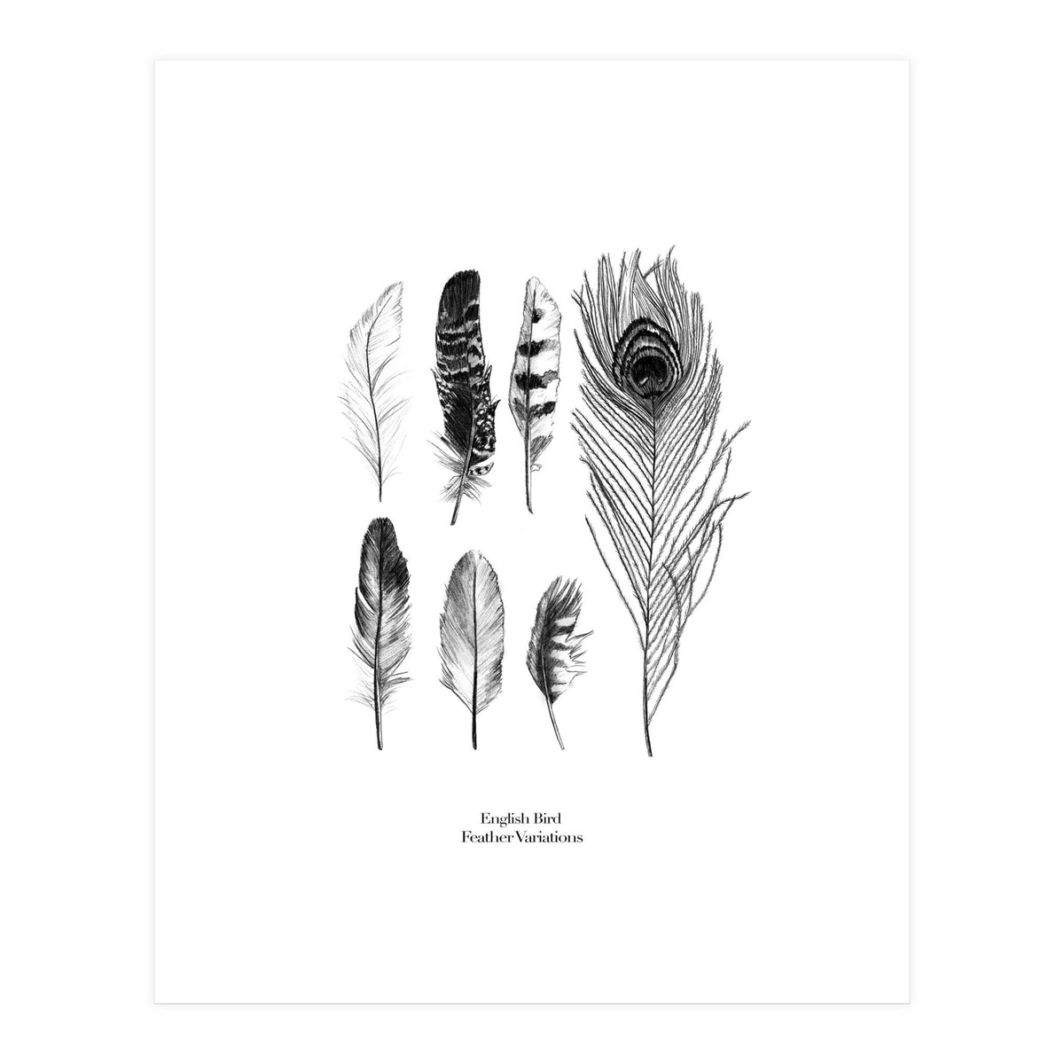 English Feather Variations (Print Only)