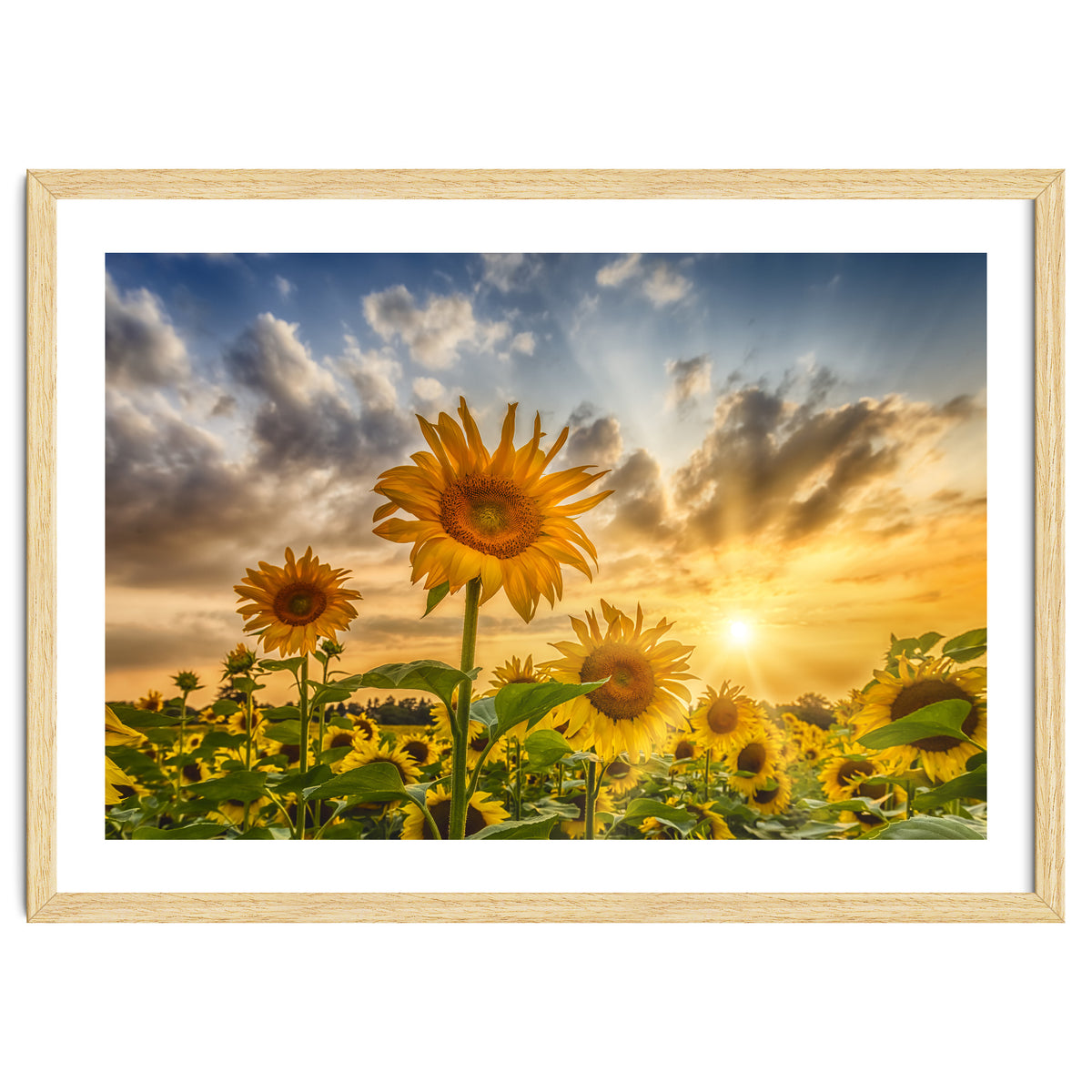 Lovely sunflowers in sunset