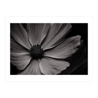 Black And White Flower (Print Only)