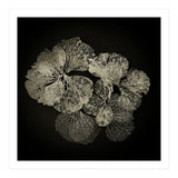 Hydrangea Petals  (Print Only) thumbnail