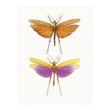 Cc Insects 01 (Print Only) thumbnail