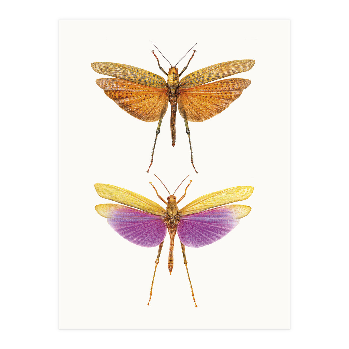 Cc Insects 01 (Print Only)