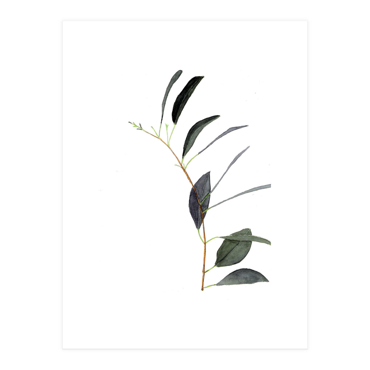 Untitled #14 - Eucalyptus (Print Only)