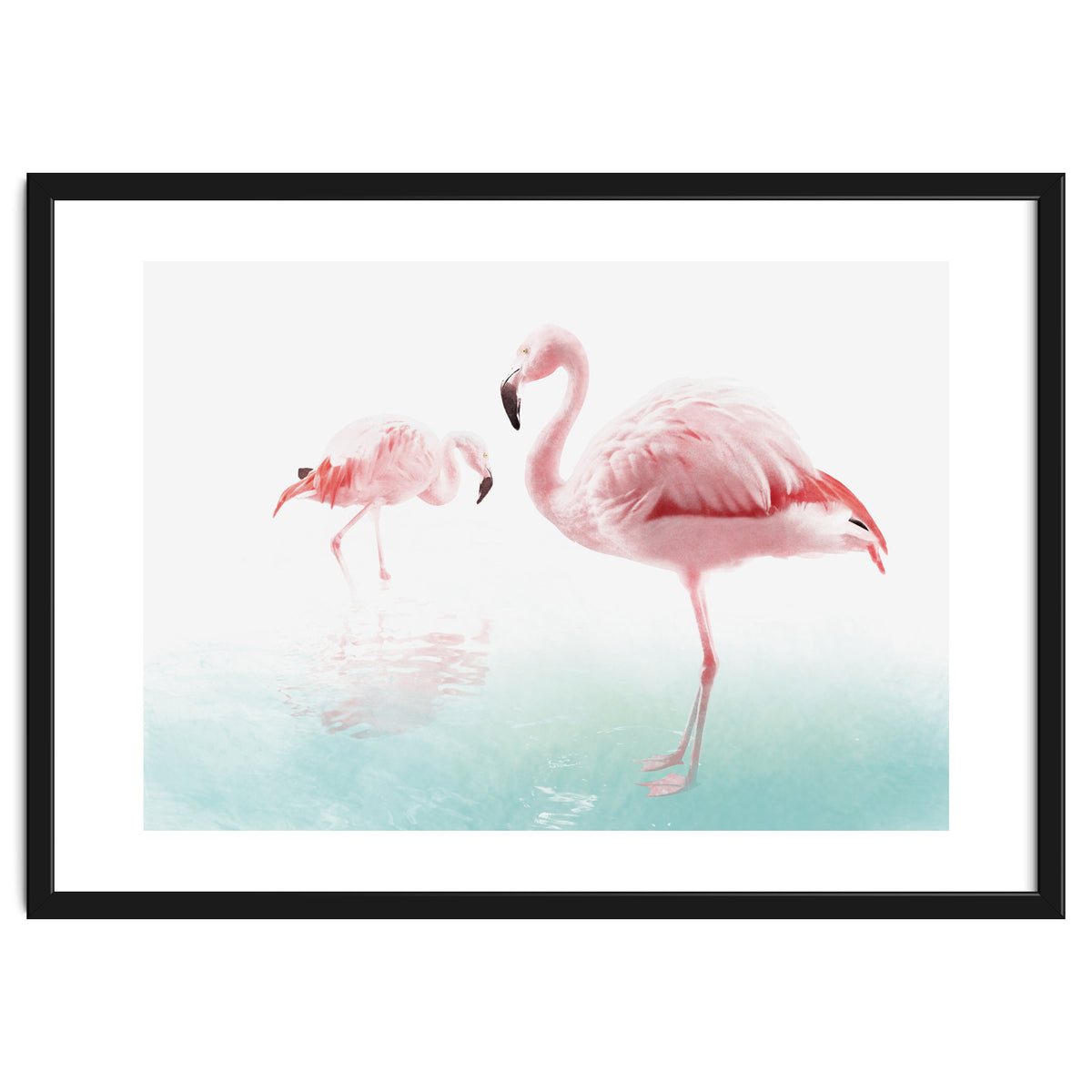 Flamingos
