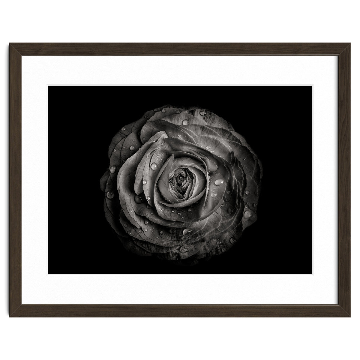 Backyard Flowers In Black And White 72