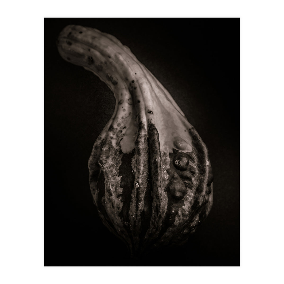 Gourds No 2 (Print Only)