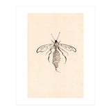 Wasp (Print Only) thumbnail