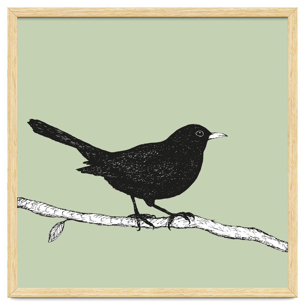Blackbird pen drawing