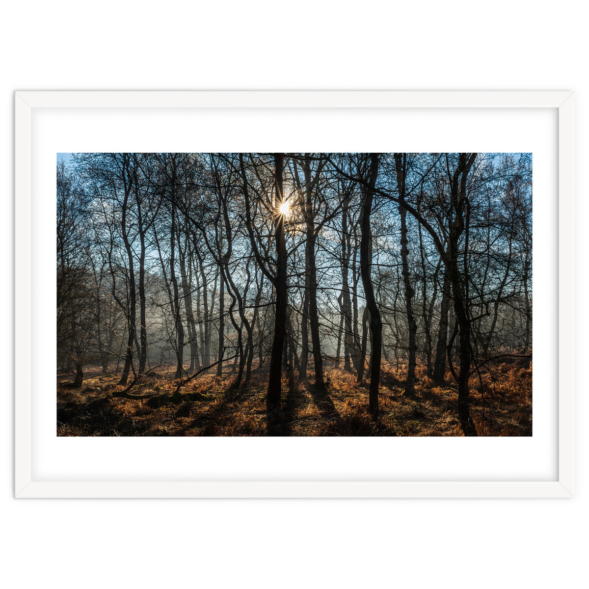A Special Morning in Heath Warren Woods - Hampshire