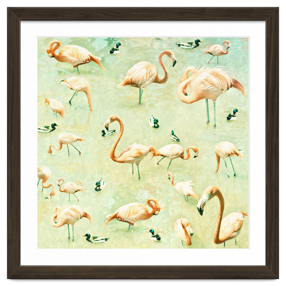 Flamingos