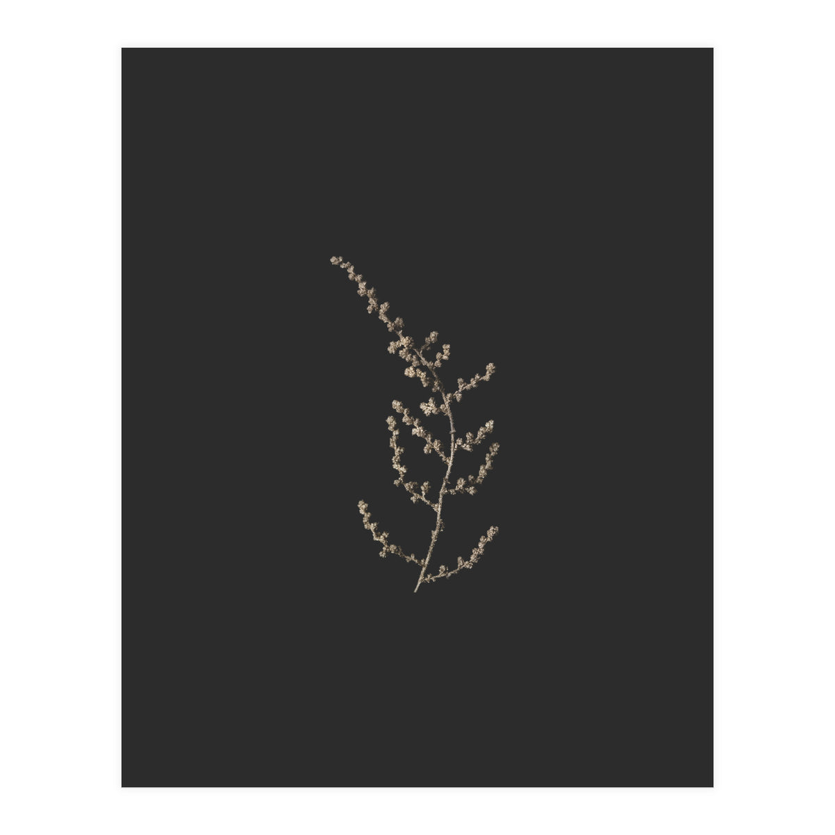 Delicate Golden Fynbos Botanicals on Black (Print Only)