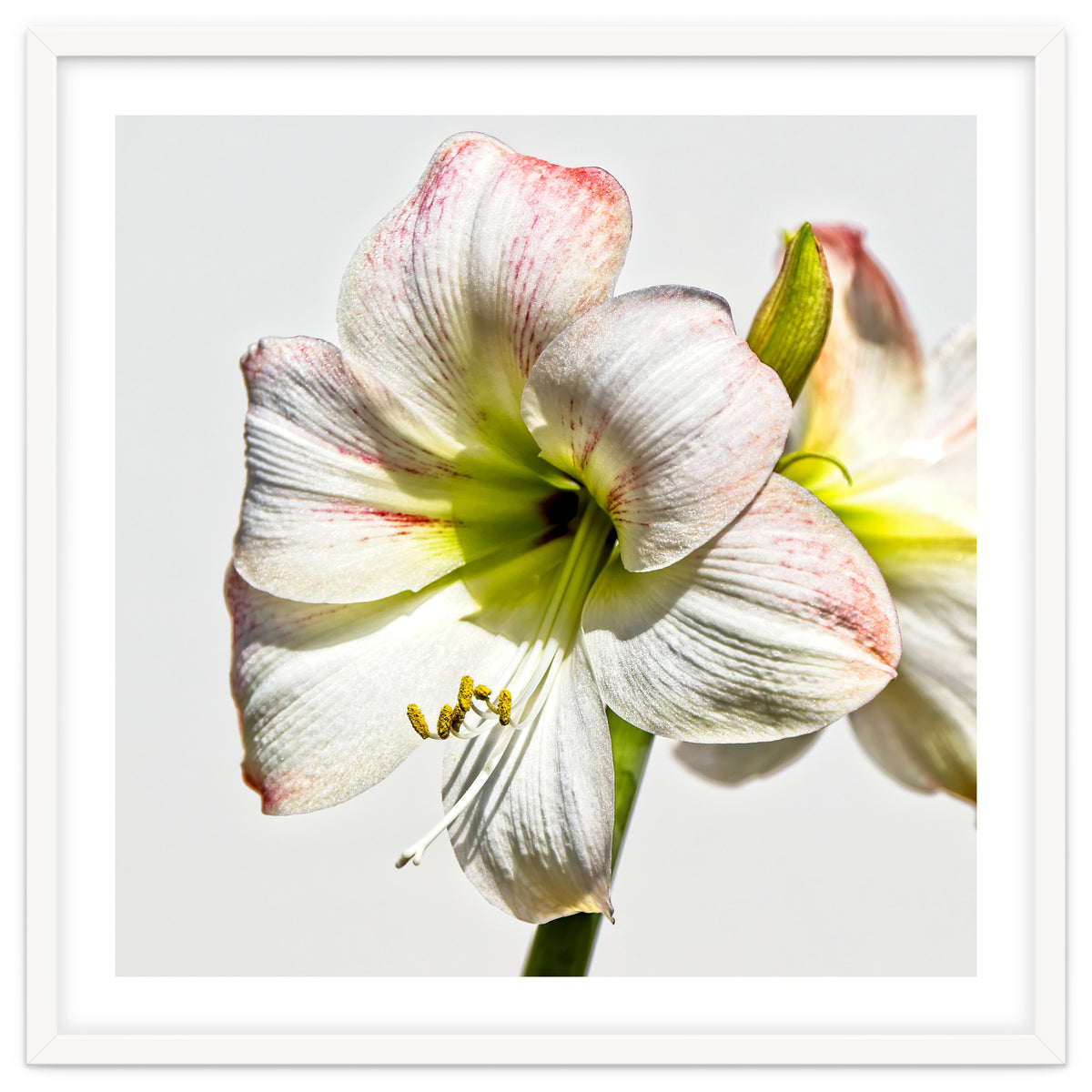 Amaryllis 1