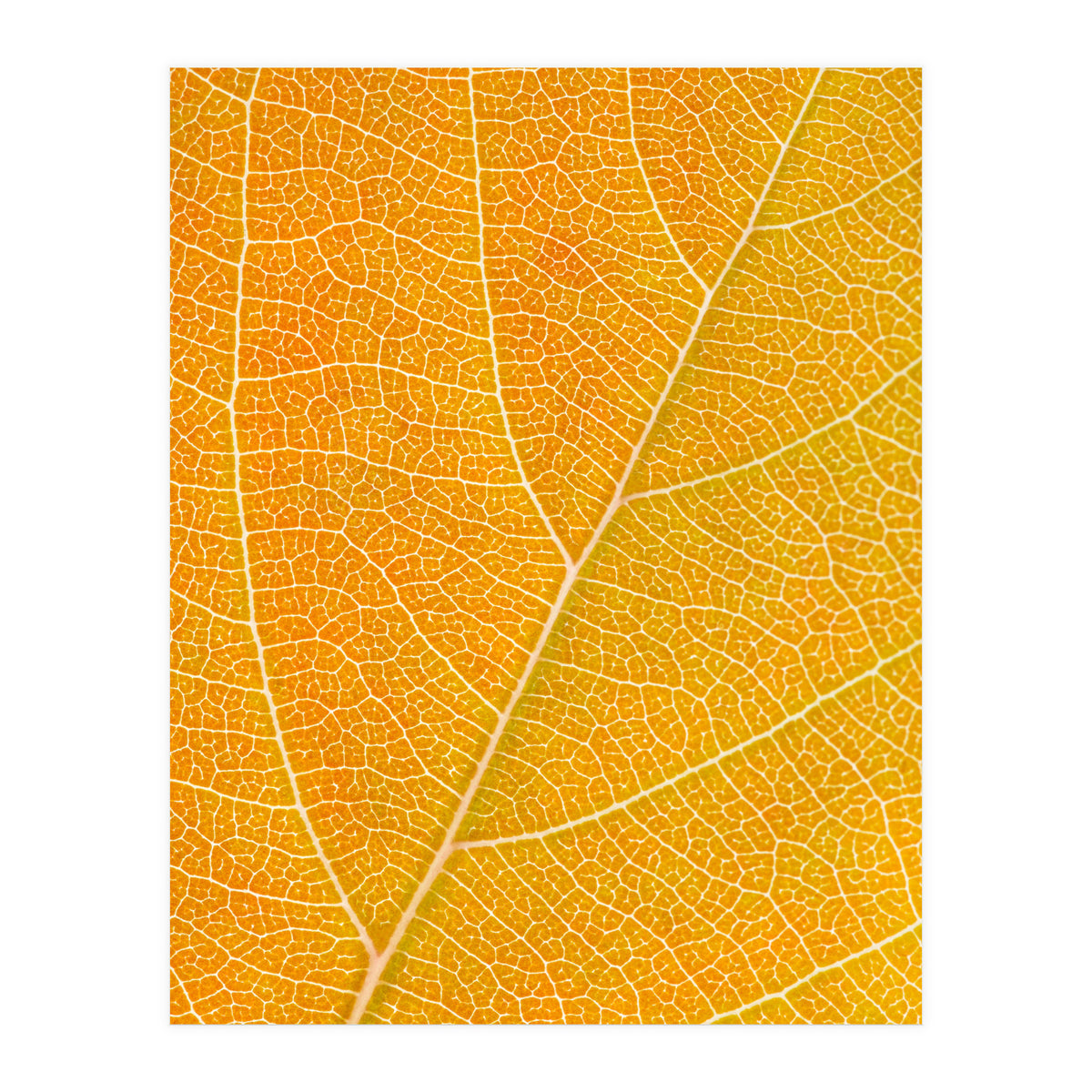 Autumn Leaf (Print Only)