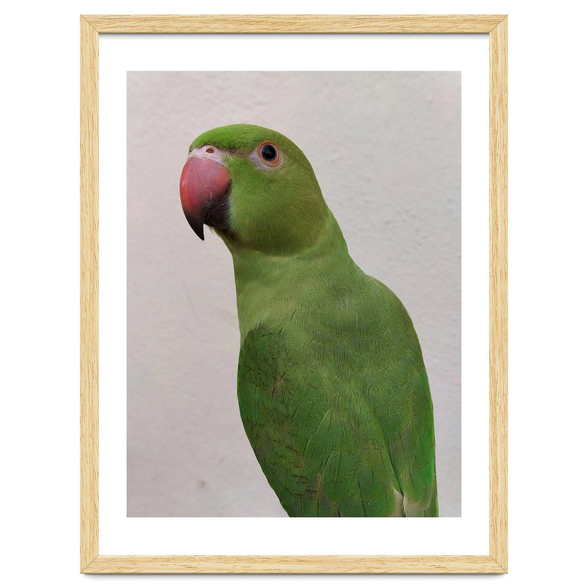 Cute Indian Parakeet