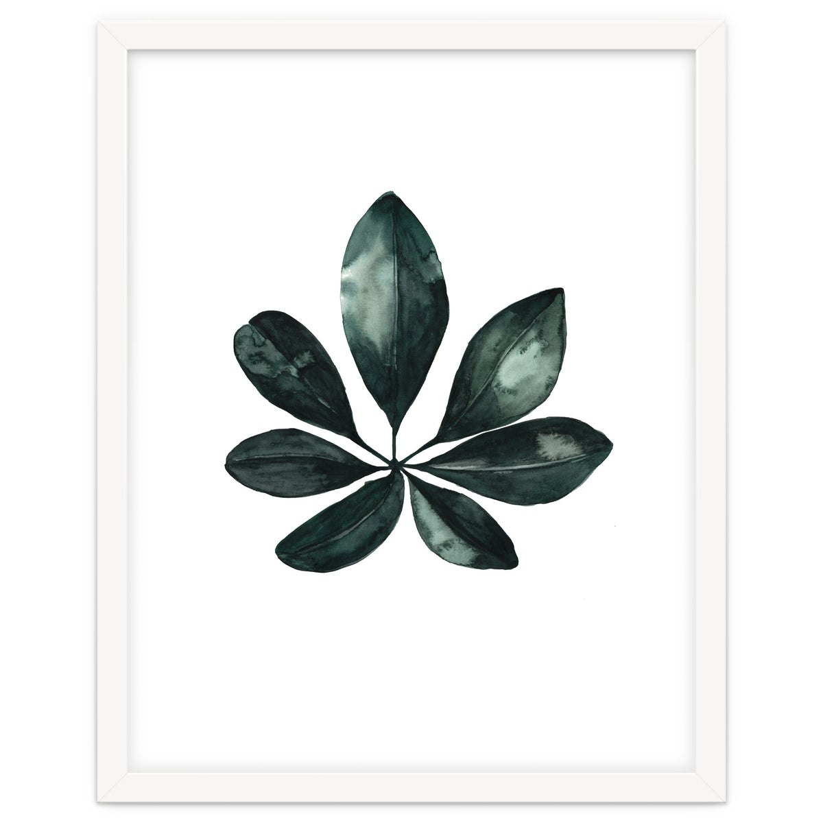 Botanical Illustration Arboricola Schefflera