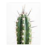 Cacti (Print Only) thumbnail