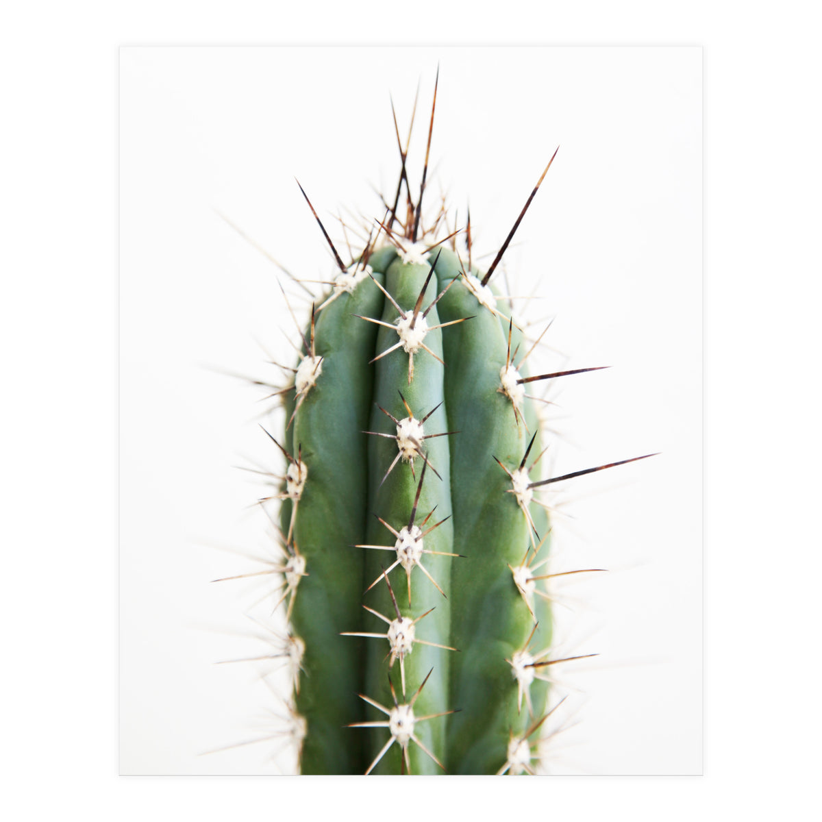 Cacti (Print Only)