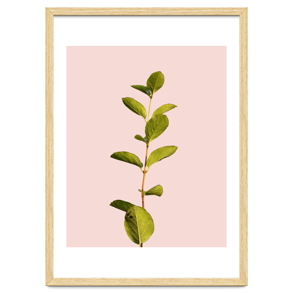 Botanical Art V3