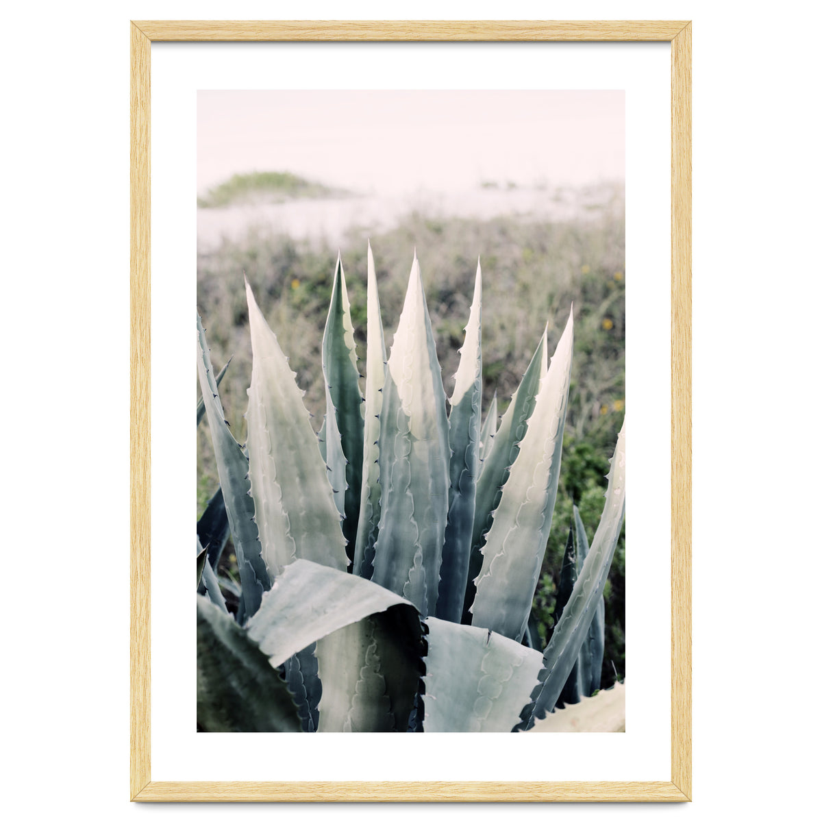 Pale Agave