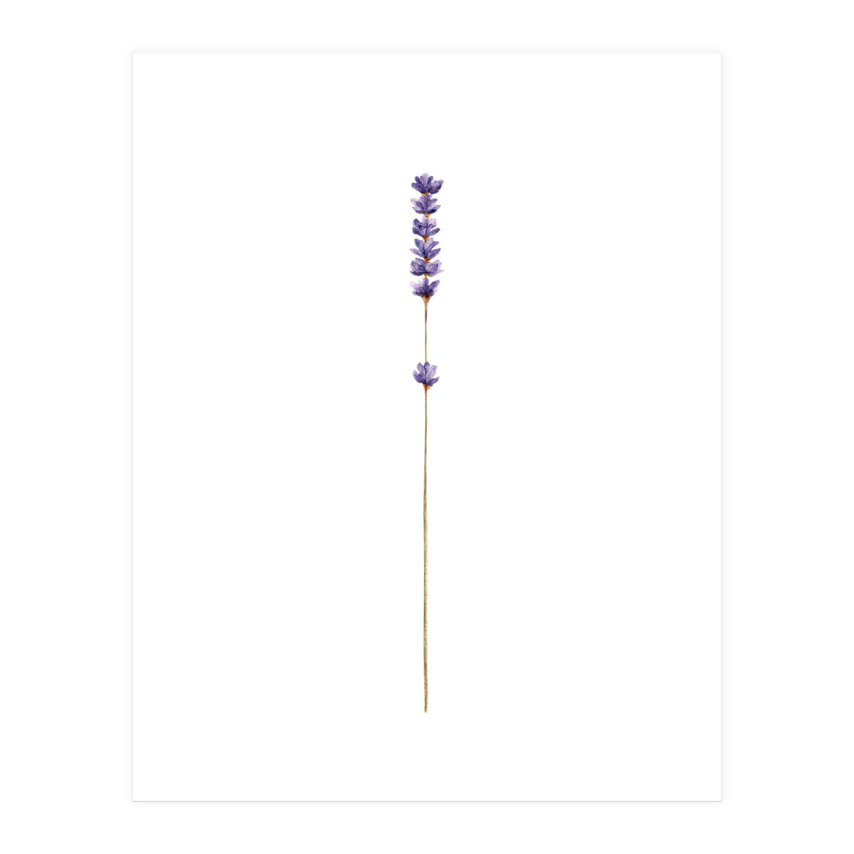 Lavender twig (Print Only)
