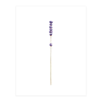Lavender twig (Print Only)
