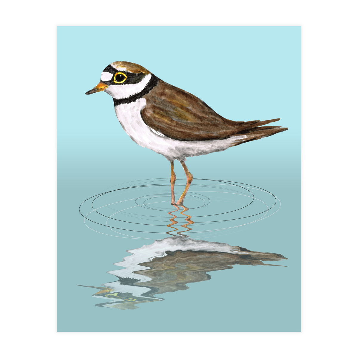 Little ringed  plover (Print Only)