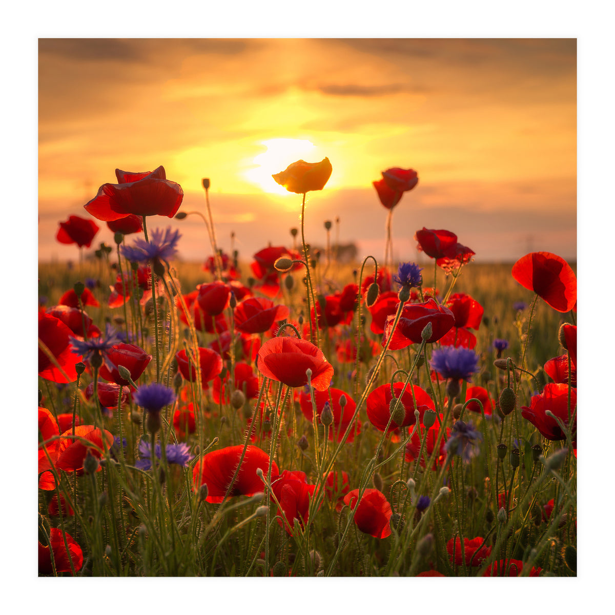 Poppies (Print Only)