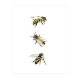 The 3 Bee's (Print Only) thumbnail