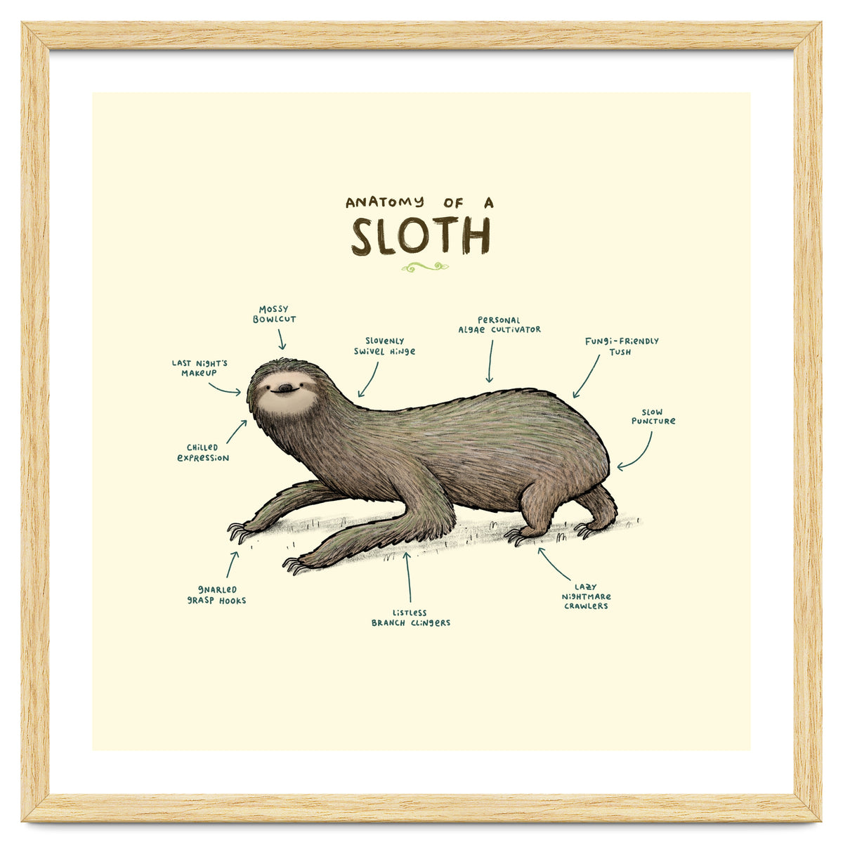 Anatomy Of A Sloth