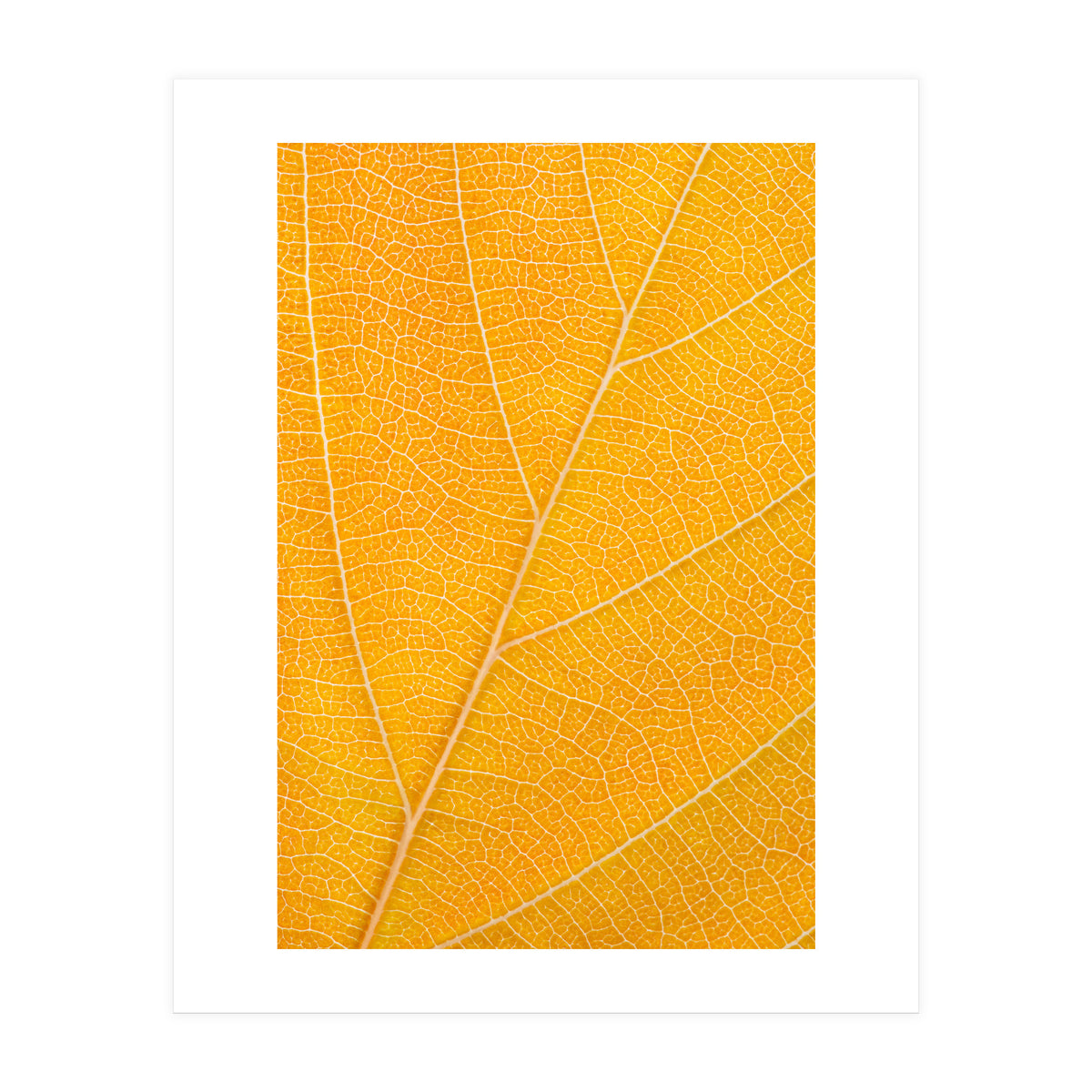 Autumn Leaf (Print Only)