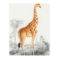 Giraffe illustration (Print Only)