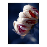 Drops White Flower (Print Only) thumbnail