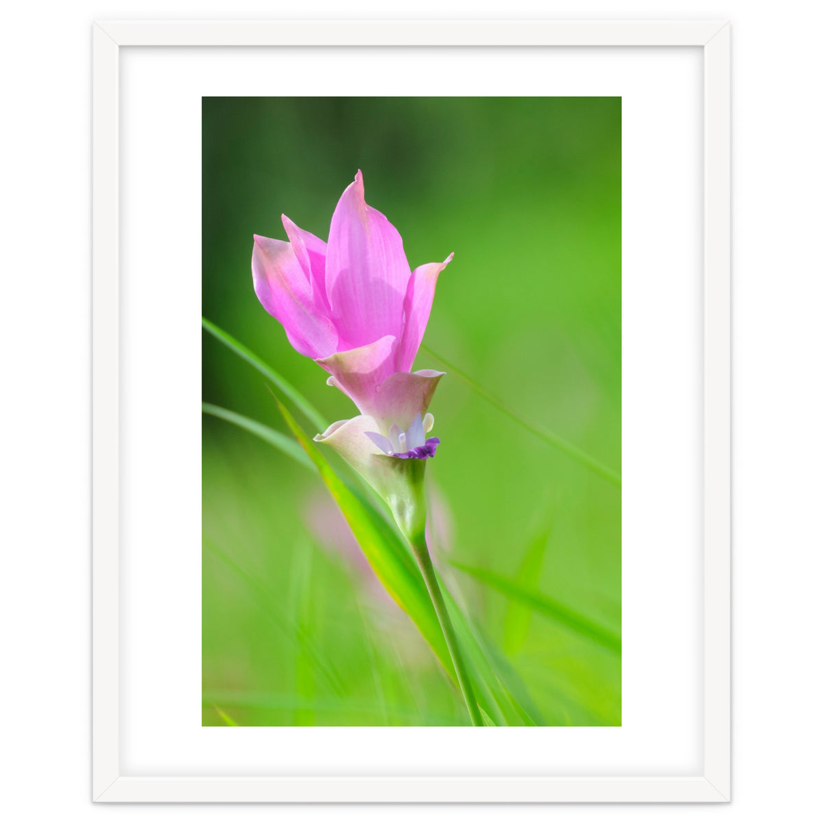 Nature 4000x6000 (12)