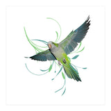Flying quaker parrot (Print Only) thumbnail