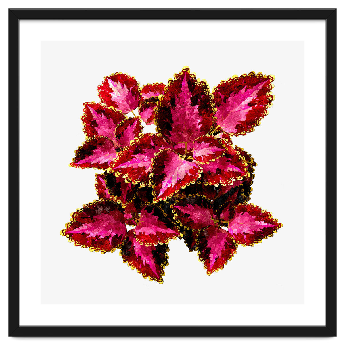Indian Coleus
