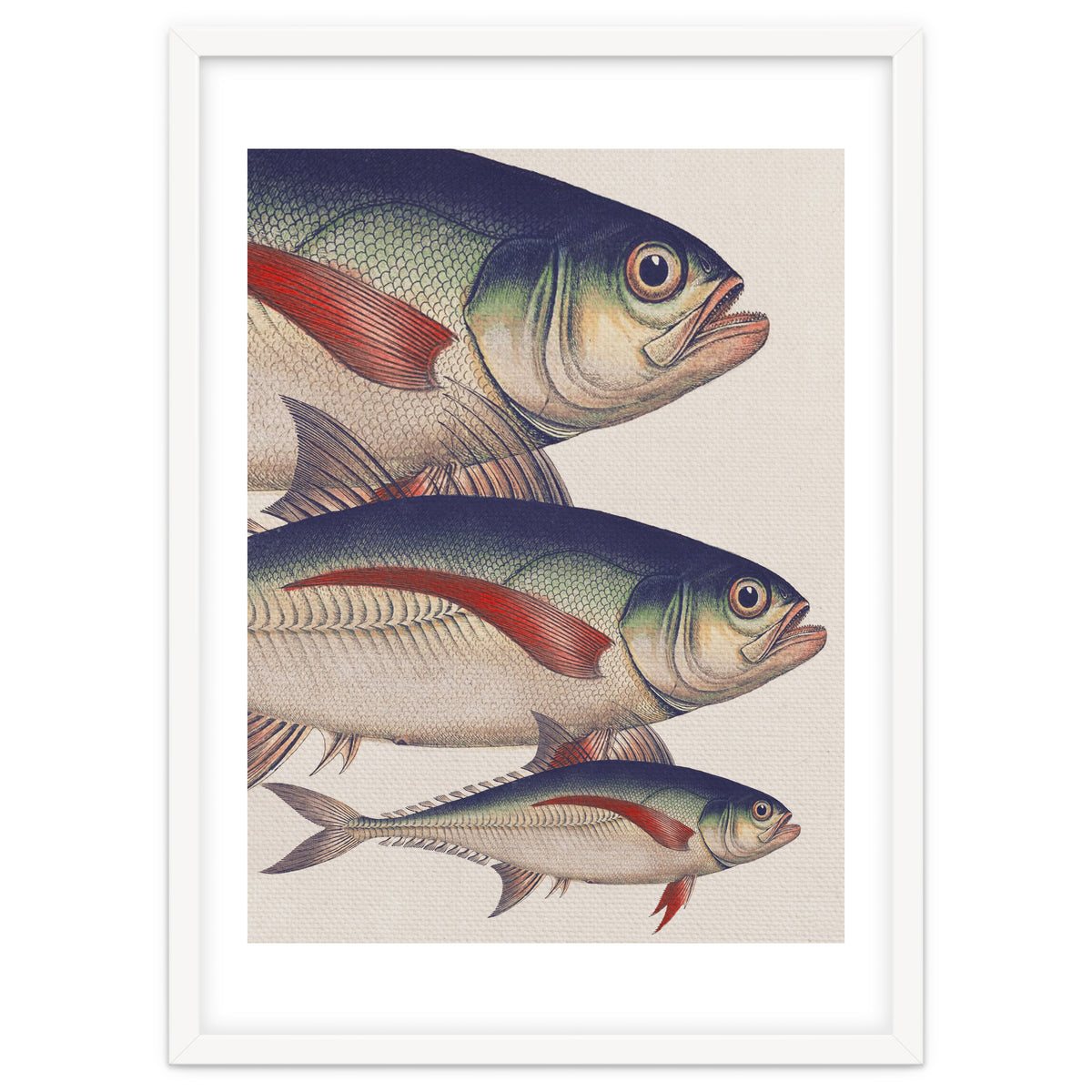 Fish Classic Designs 5