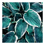 Sacred Edge (Print Only) thumbnail