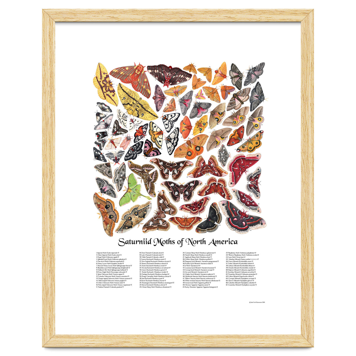 Saturniid Moths of North America