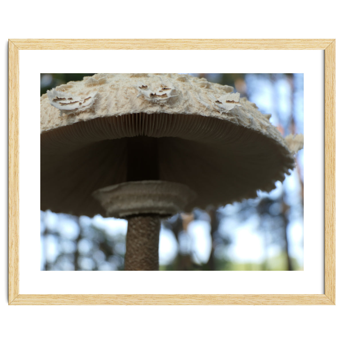 Shelter In The Woods