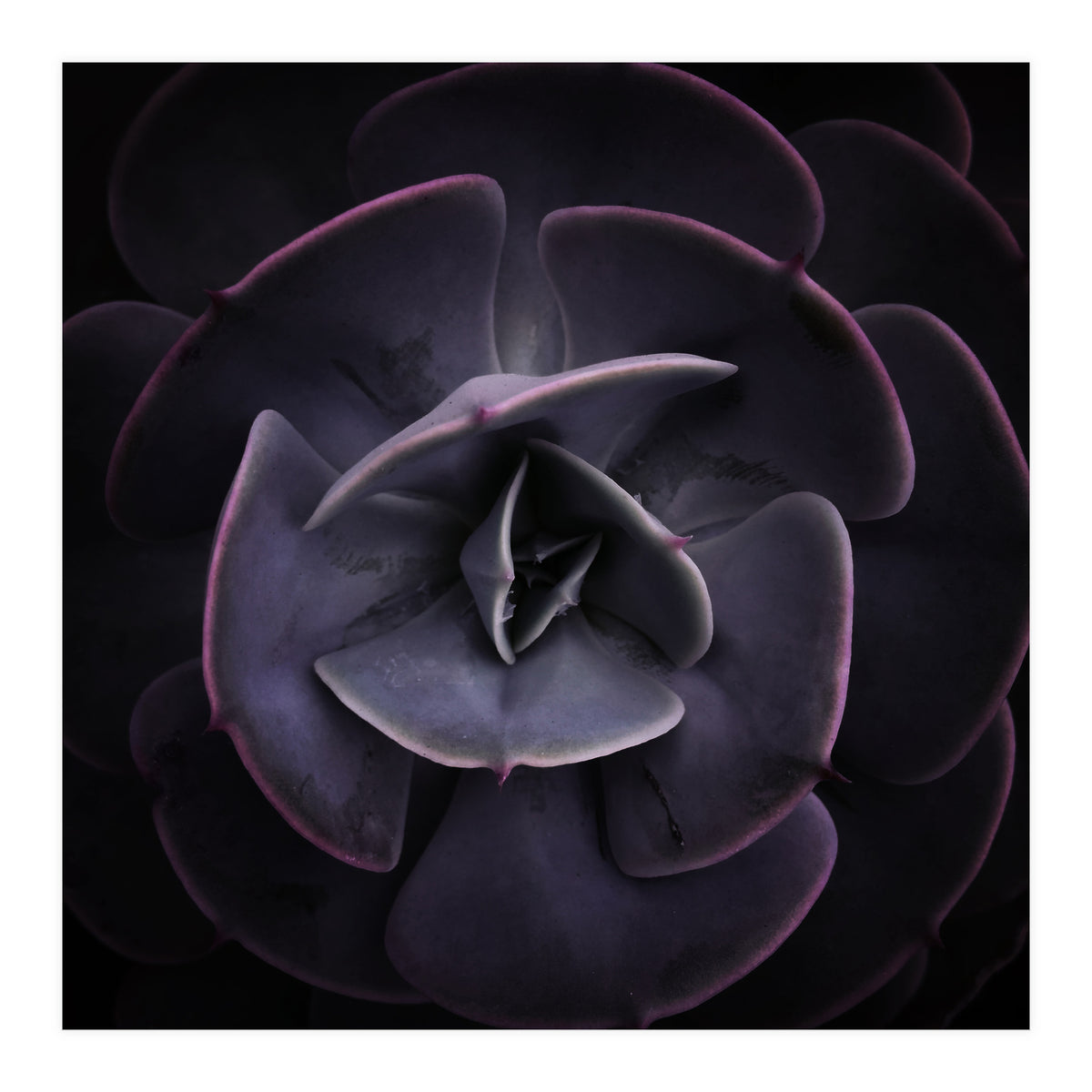 DARKSIDE OF SUCCULENTS VIII (Print Only)